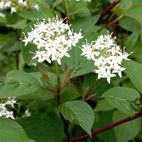 White flowers against a background of green leaves, with red stems visible.