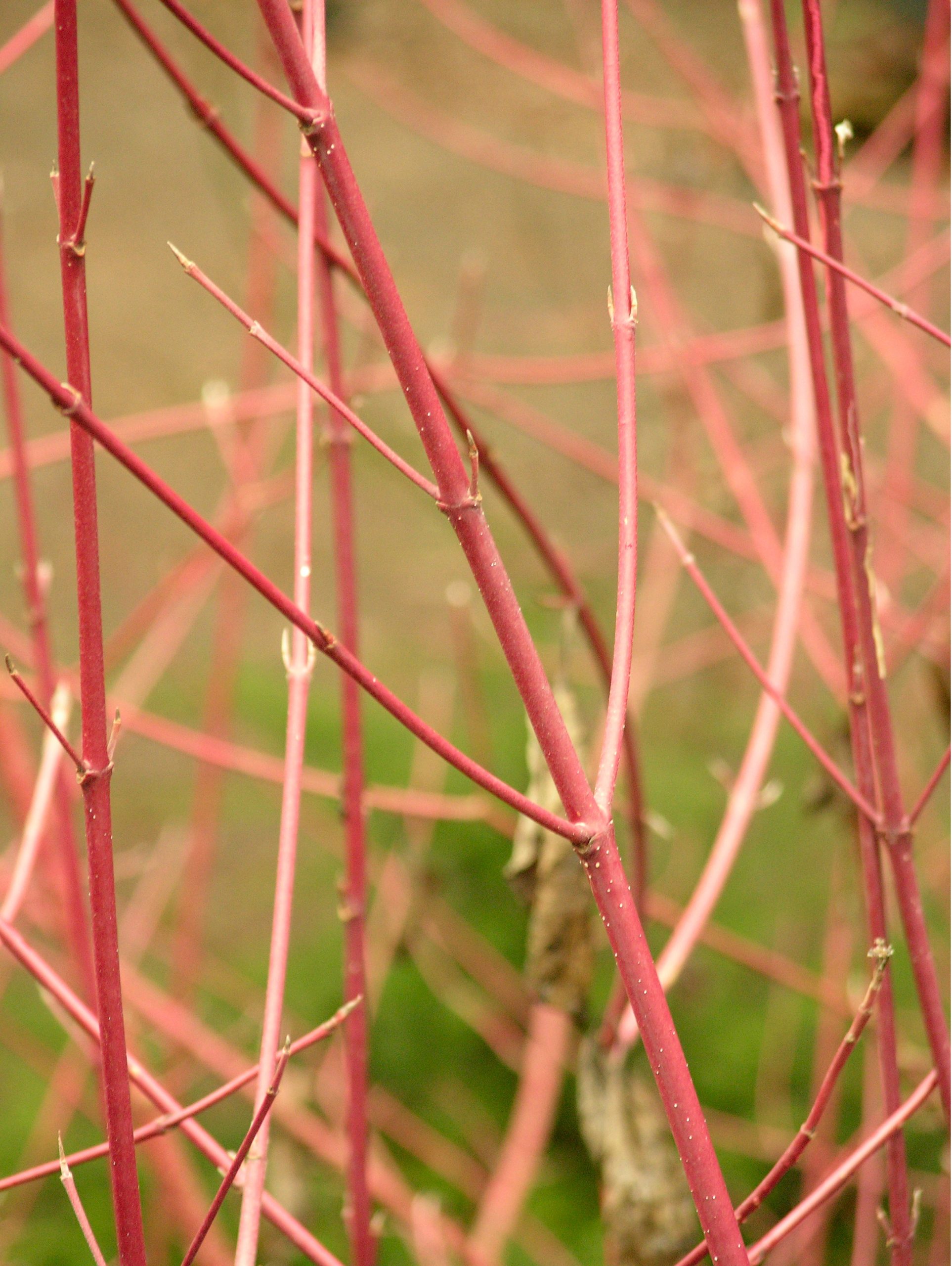 A close up of the bright red twigs and branches of red osier dogwood.