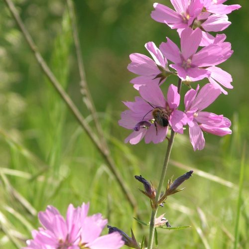 A single blooming rose checkermallow plant against a blurred grassy green background.