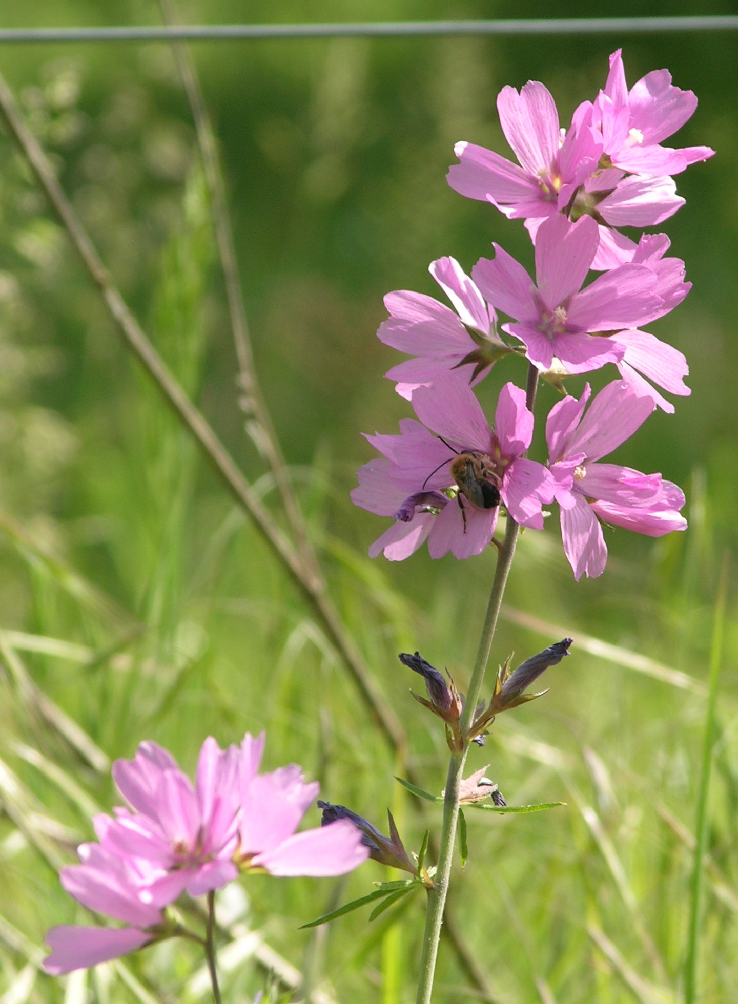 A single blooming rose checkermallow plant against a blurred grassy green background.