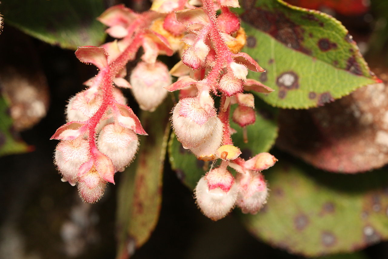 A close up photo of a large cluster of salal flowers.