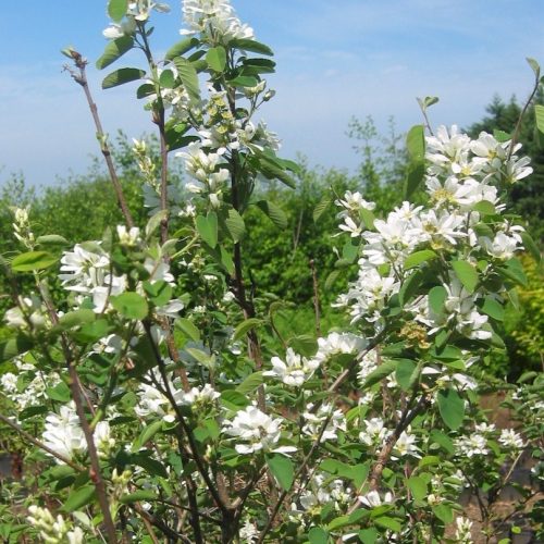 A shrub with brown branches, green leaves, and white flowers, against a blue sky.