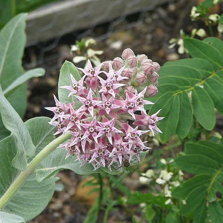 A showy milkweed plant in bloom with light pink flowers and green leaves.