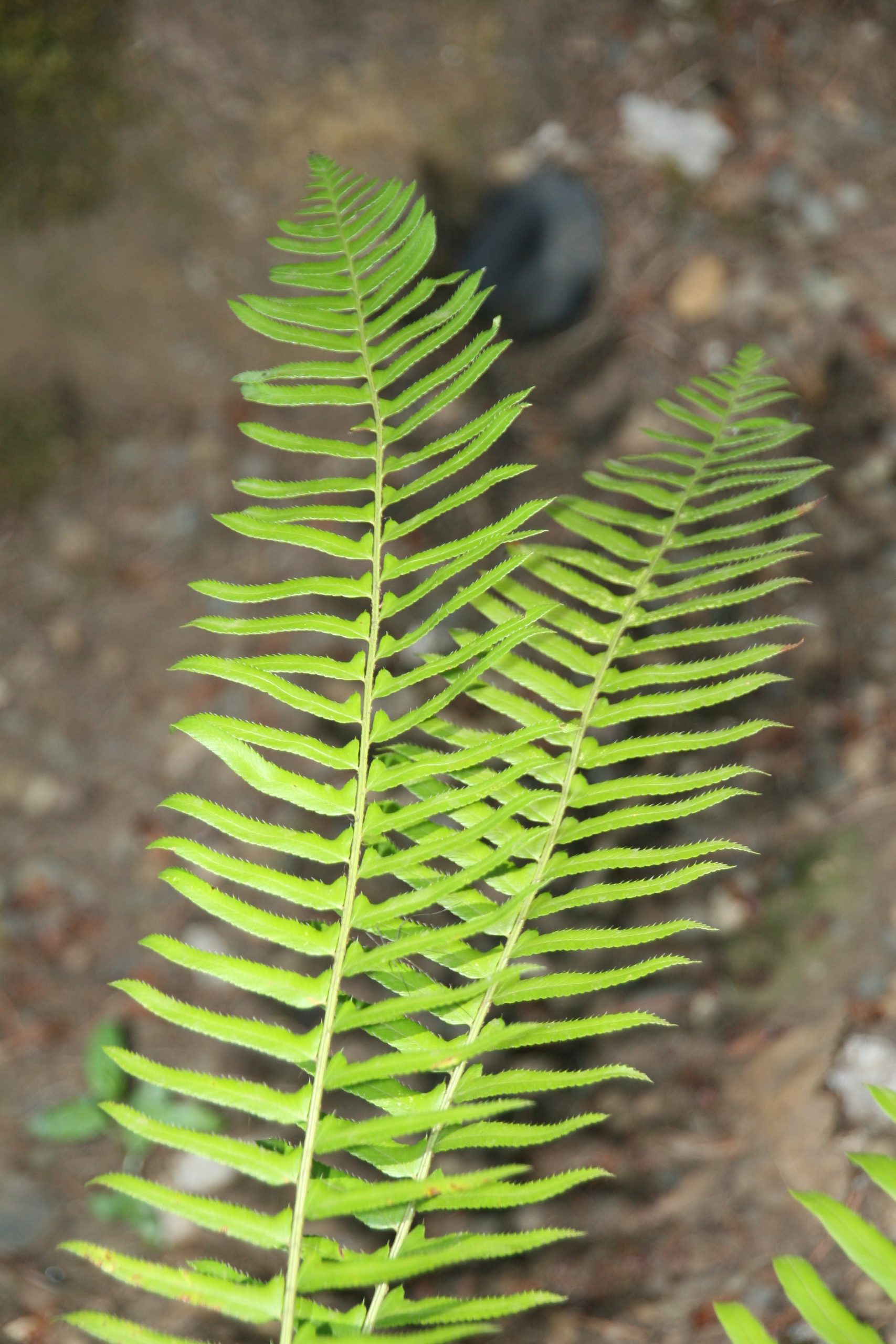 Closeup of sword fern leaves