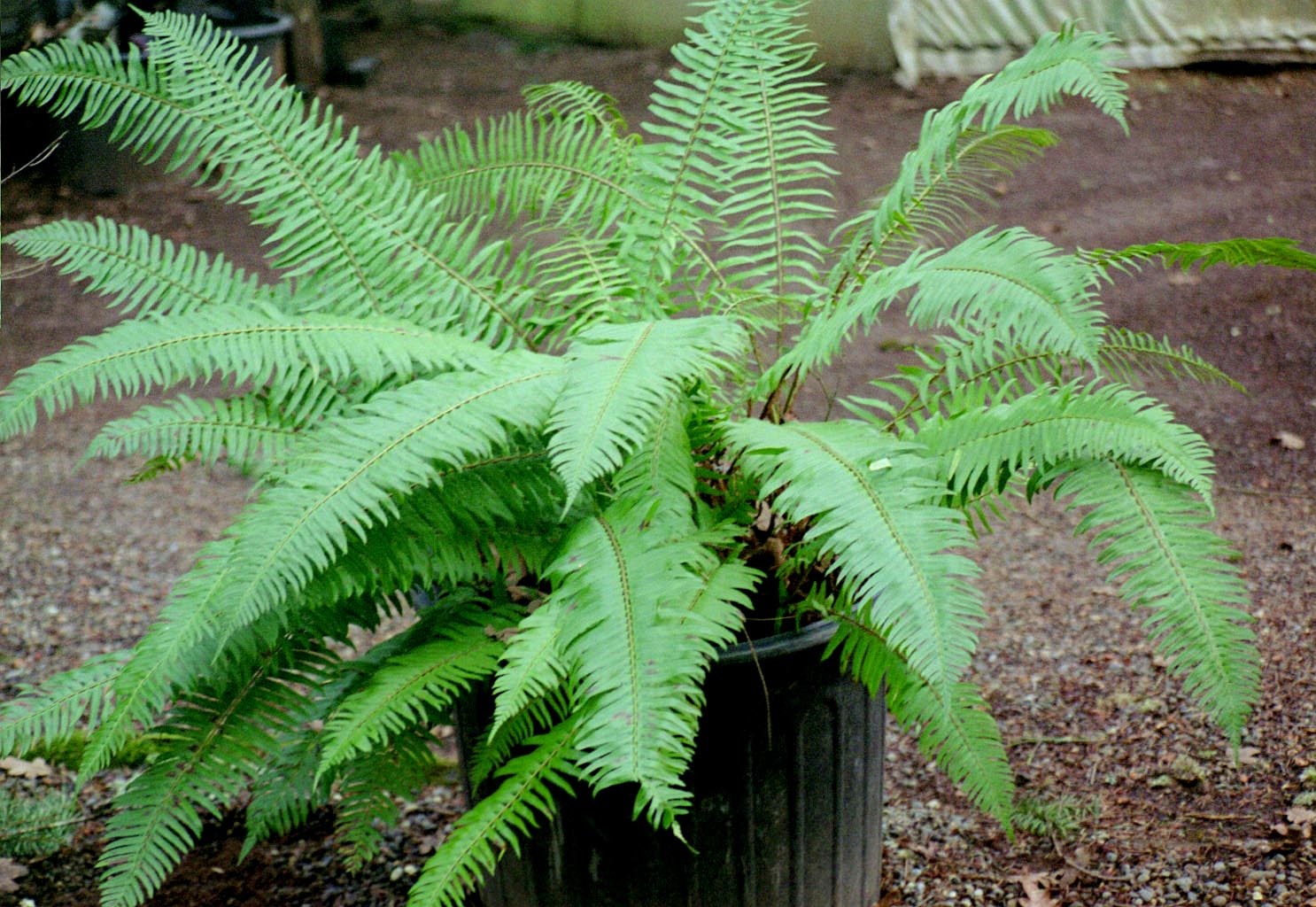 A sword fern