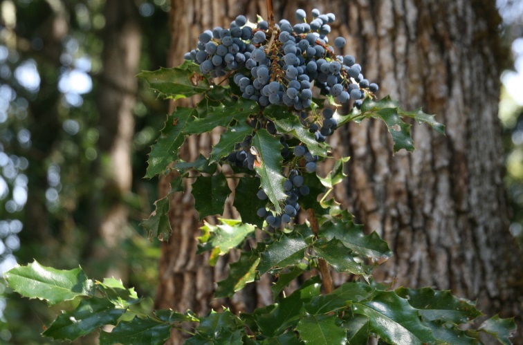 Tall Oregon grape with berries against a background of tree trunks.