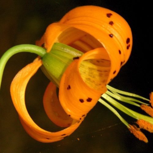 A close up of an orange Tiger Lily flower, against a black background.