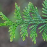 A close up of the flattened, scale-like leaves of western red cedar.