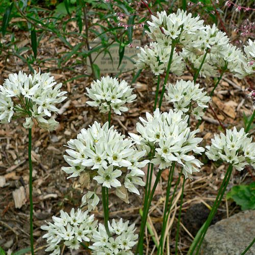 Several white brodiaea plants in bloom against a brown mulch background.