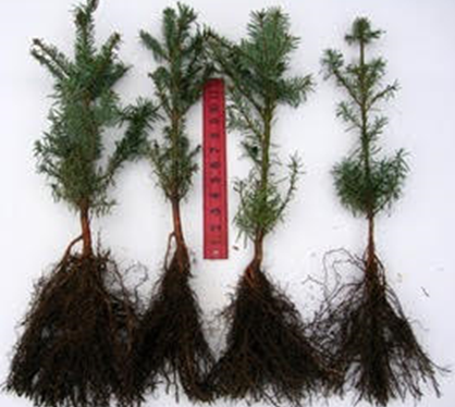 bare root: Bare root plants are dormant (not actively growing) perennial plants that are dug up and stored without any soil around their roots. 