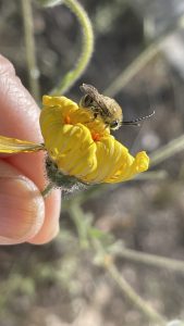 Photo of Tetraloniella pomonae bee