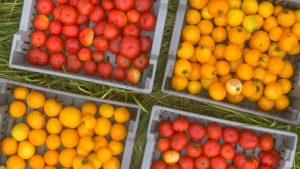 Red and yellow tomatoes in crates