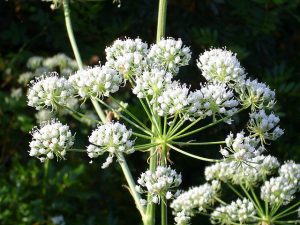 Poison Hemlock (Conium maculatum) flower close up