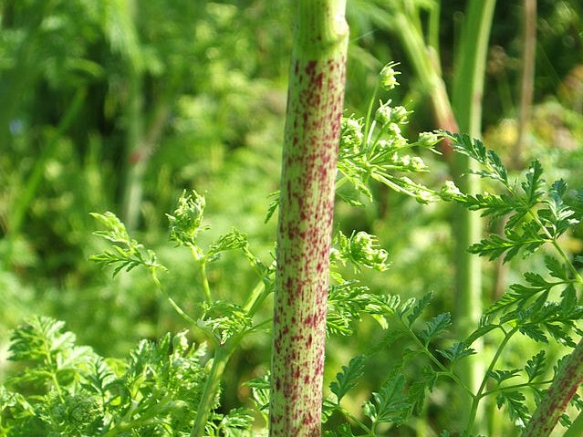 Poison Hemlock (Conium maculatum) stem closeup