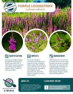 Weed of the Month: Purple Loosestrife