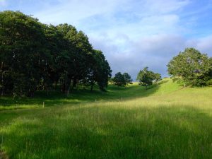 Cherryhill oak grove and savanna