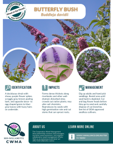 Flyer for weed of the month butterfly bush