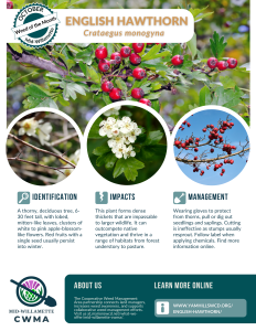 Weed of the Month: English Hawthorn