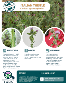 Flyer for weed of the month Italian thistle