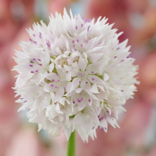 Narrowleaf Onion - Allium amplectens - pinkish white flower on a green stem