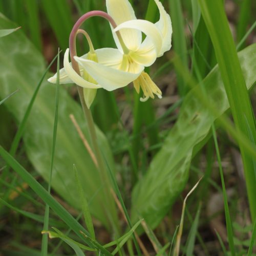 A cream-white flower with petals curled upward, seen from the side, with a leafy green background.