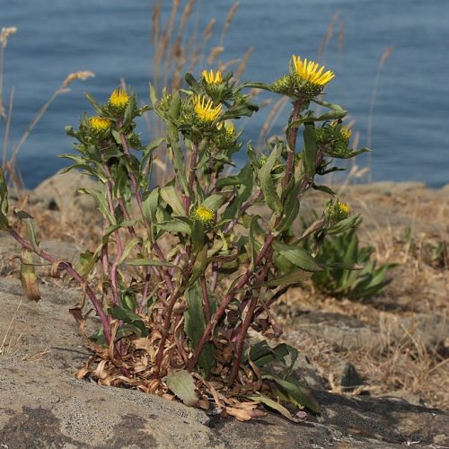 A photo of a blooming Willamette Valley gumweed plant growing on a large, flat rock, with water in the background.