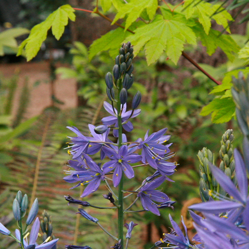 Purple Common Camas in bloom.