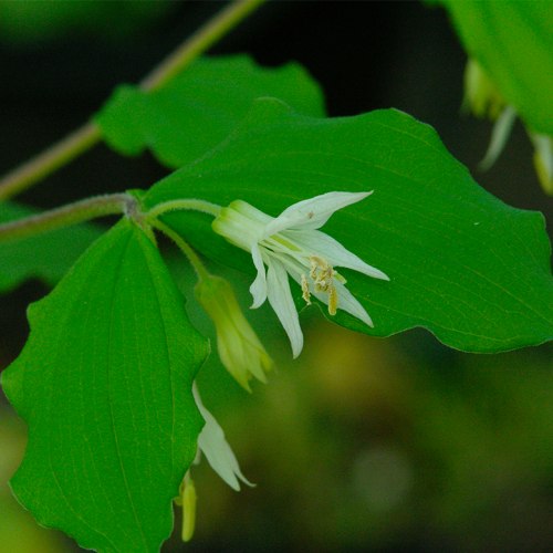 White flowered Hooker's Fairy Bells in bloom.