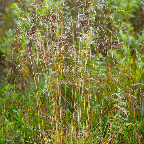 Clump of Tufted Hairgrass