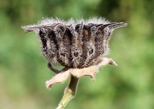 Close up image of velvetleaf seed head