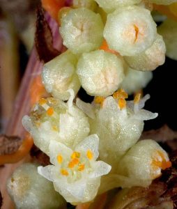 Close up image of field dodder flowers
