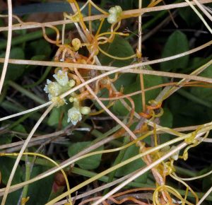 Close up of field dodder twining stems