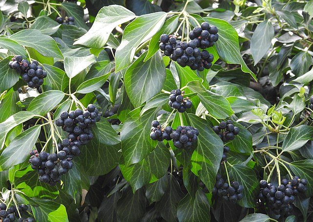 Image of ivy berries