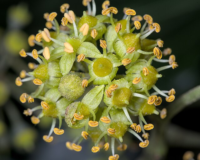 Close up image of ivy flowers