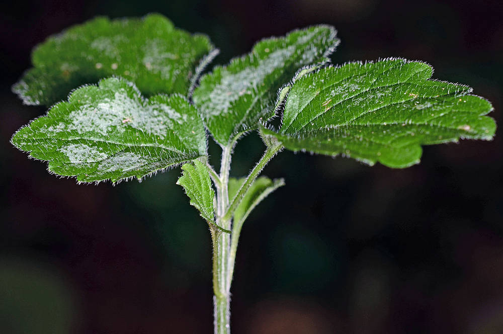 Close up image of yellow archangel leaves
