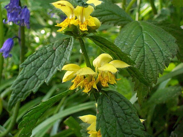 Close up image of yellow archangel flowers