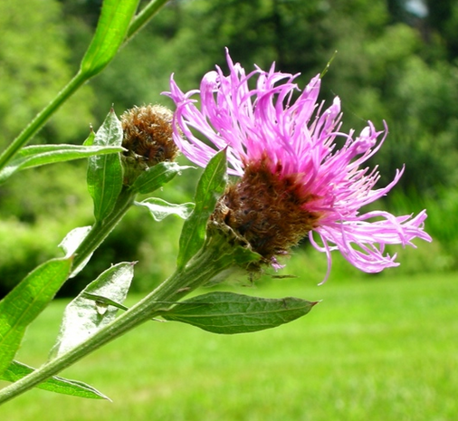 Meadow Knapweed flower showing purple petals