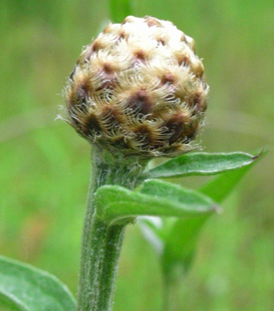 Brown and beige Meadow Knapweed flower head