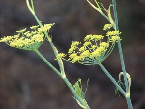 A photo of fennel flowers on a brown background.