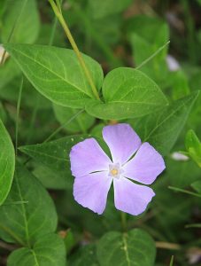 Closeup image of Vinca major purple-blue five-petaled flower amongst its green foliage