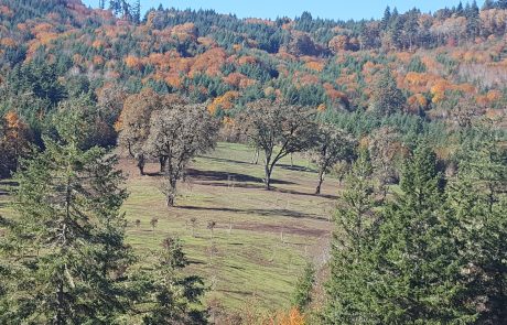 An oak forest in transition to fall color.