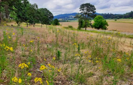 Field full of small yellow flowers with trees lining the outside