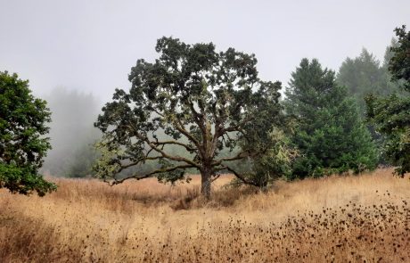 Oak tree covered in moss with other trees around it in a field of beige grass
