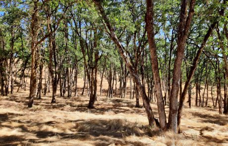 Many skinny trunk trees in a beige field