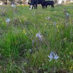 Two cows in a grassy field.