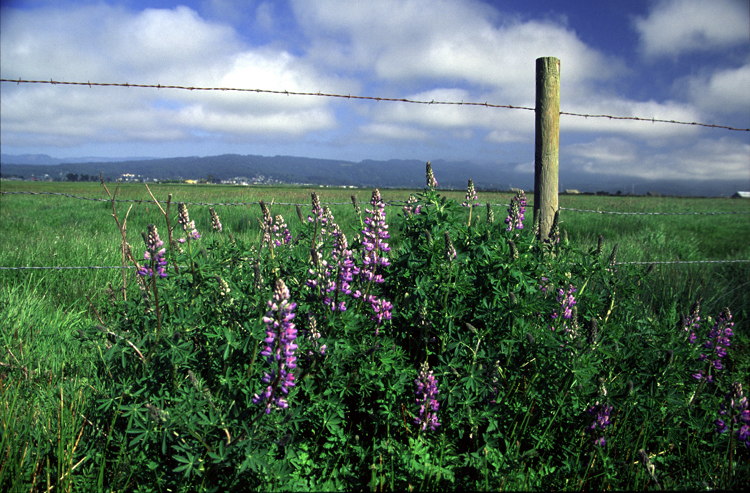 Lupinusrivularis growing along a wired fence with a farm behind.