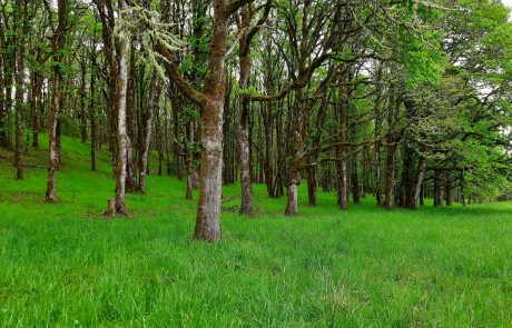 A photo of a grassy green oak understory.