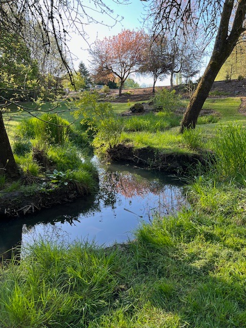 A photo of a creek with a blue sky behind and lots of greenery alongside.