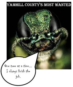A close-up of an emerald ash borer's face, with the words 