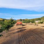 A piece of machinery driving through a hazelnut orchard